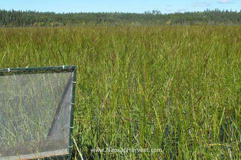 Naosap Harvest - Organic Wild Rice